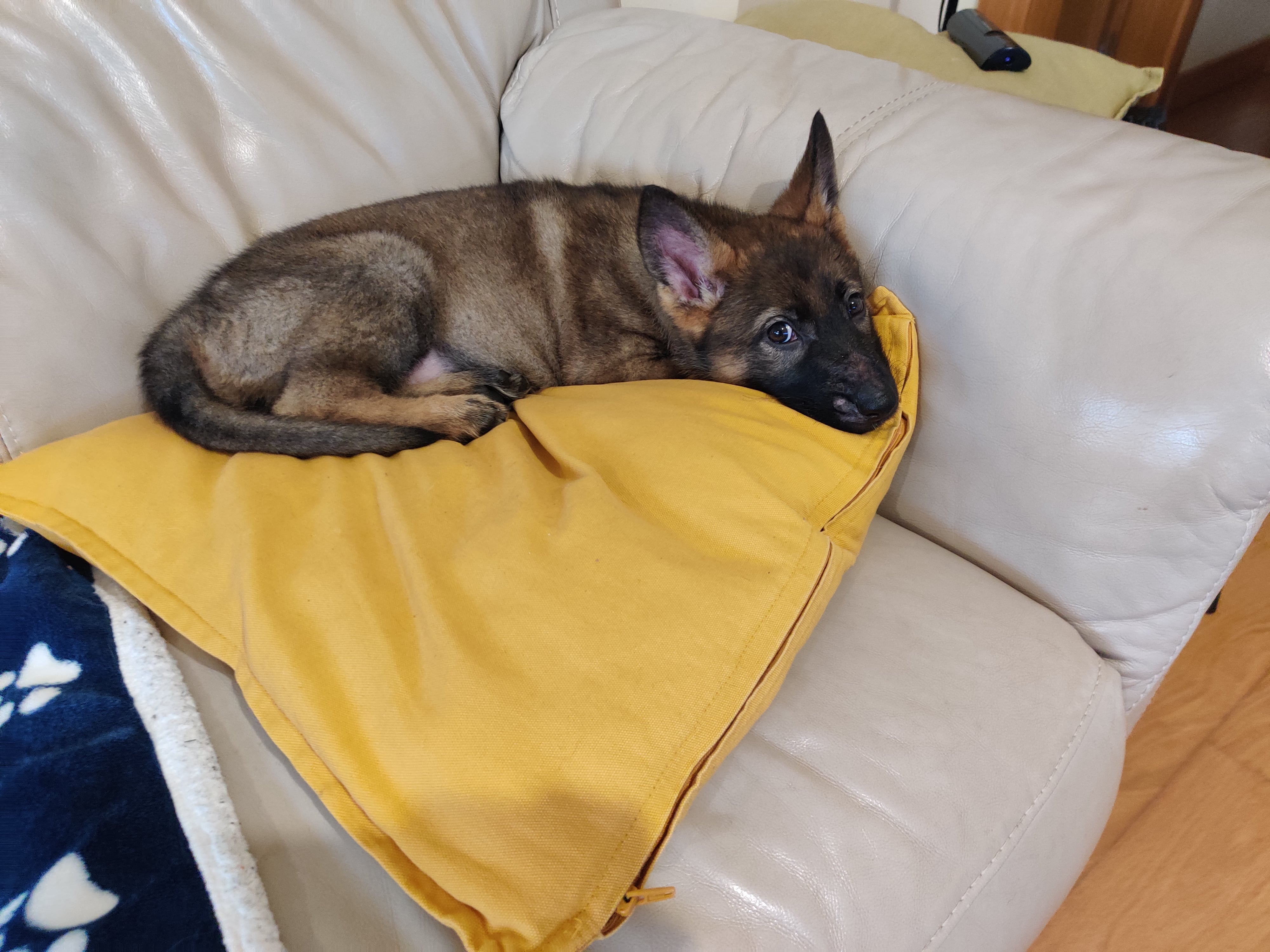 Manju the German Shepherd puppy sleeping peacefully