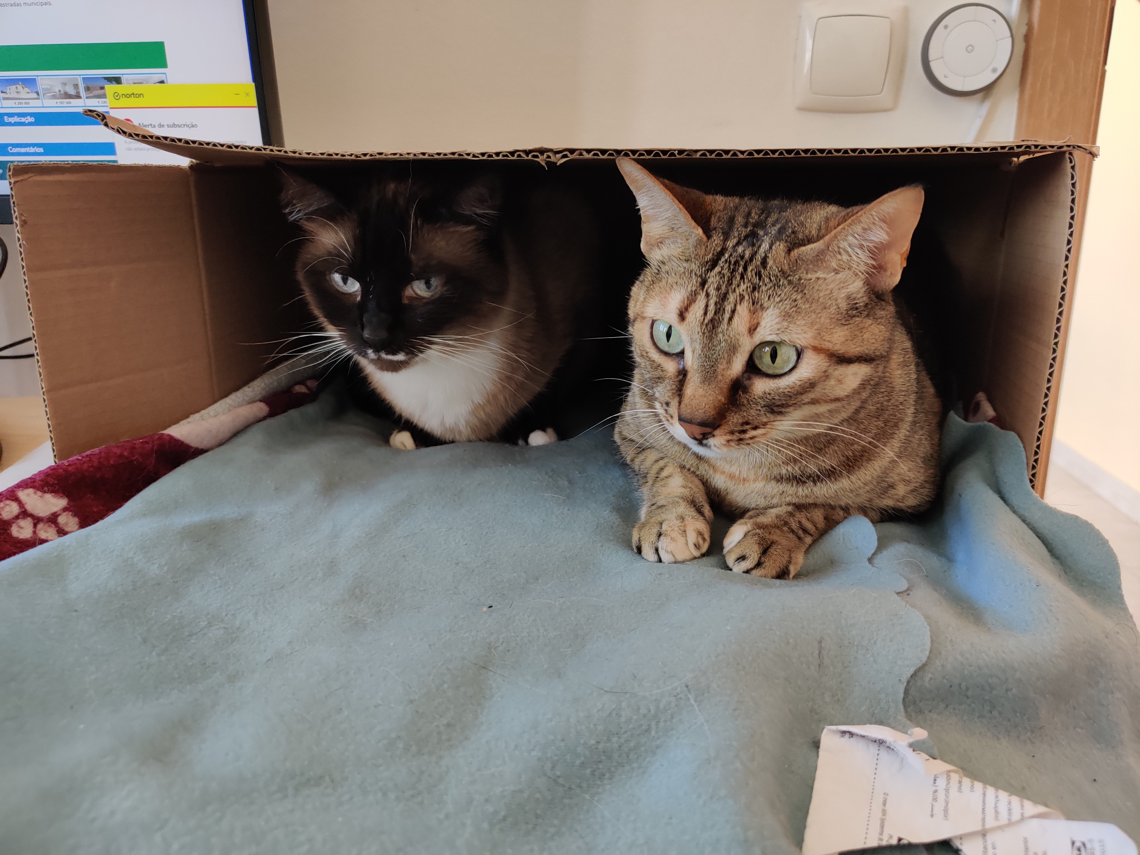 Satis and Tufinhas, the cat siblings