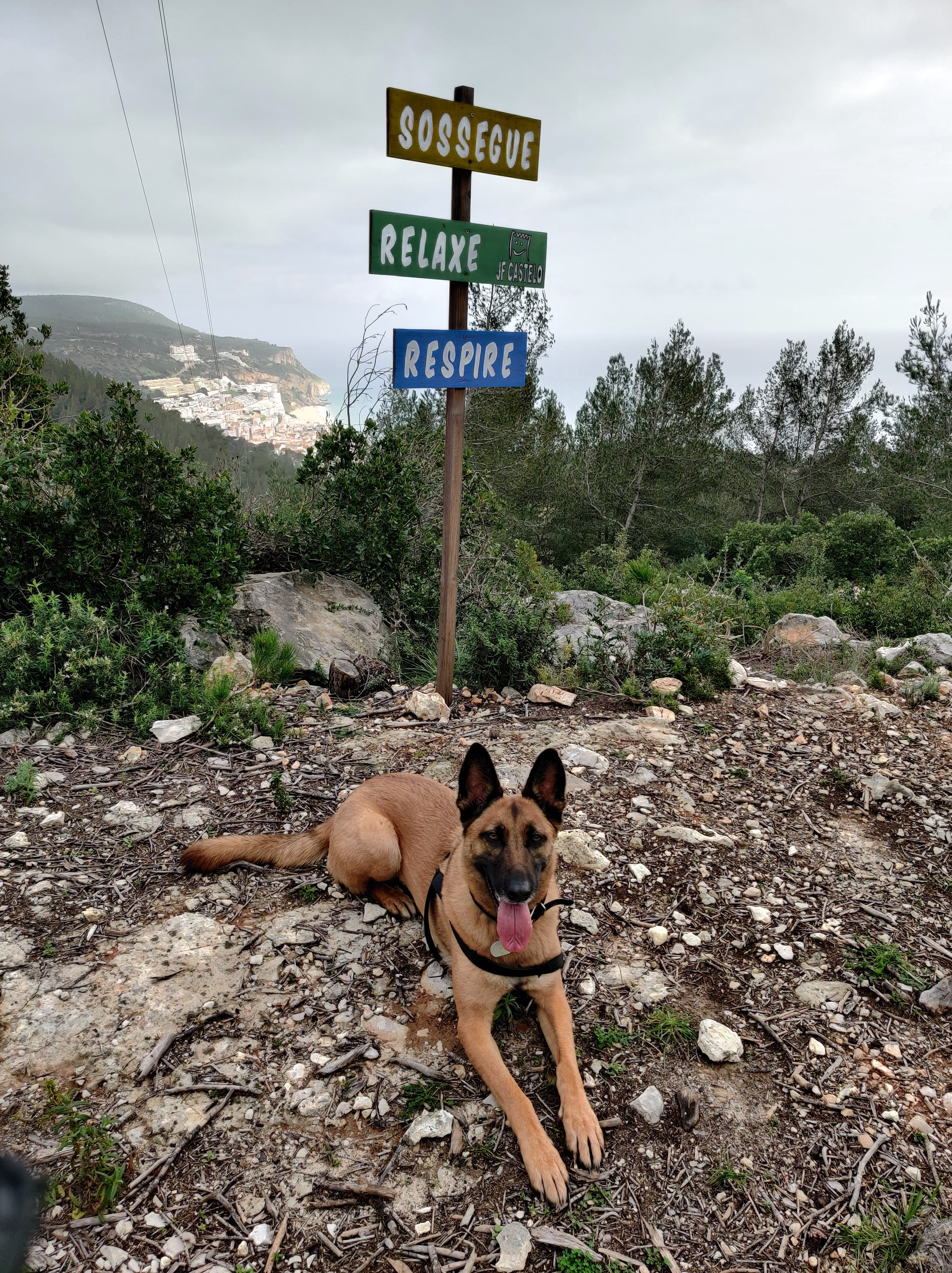 Sushi the Belgian Malinois on a hiking trail in Sesimbra